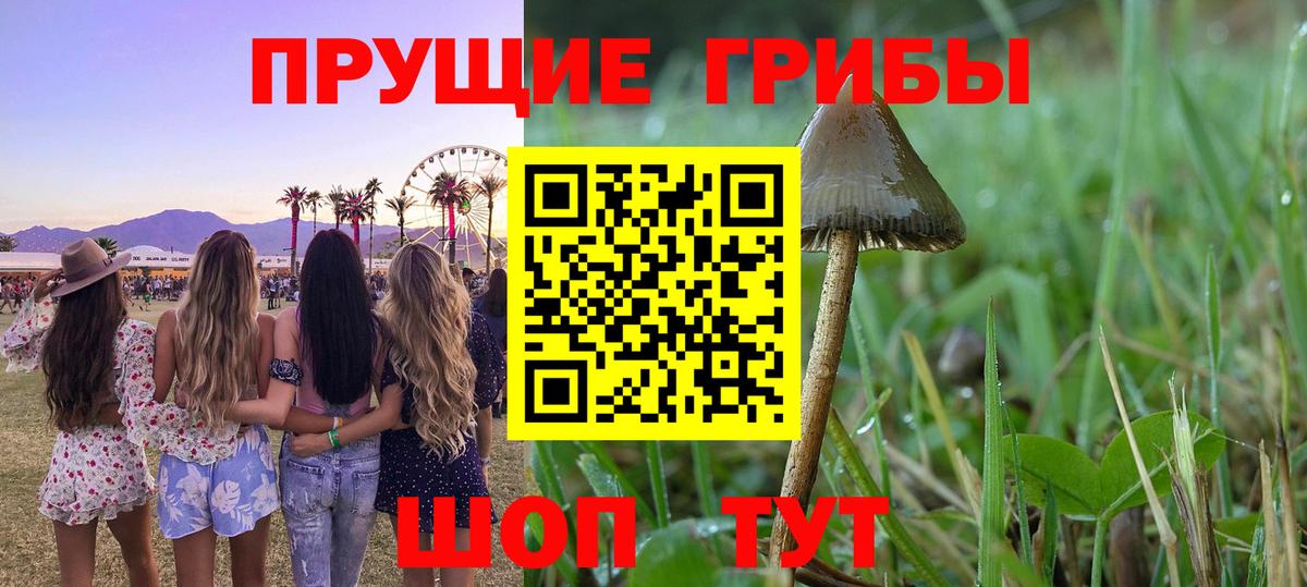Псилоцибиновые грибы Psilocybine cubensis  Вход с VPN  Балашов 